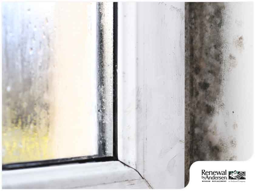 Mold growth around windows