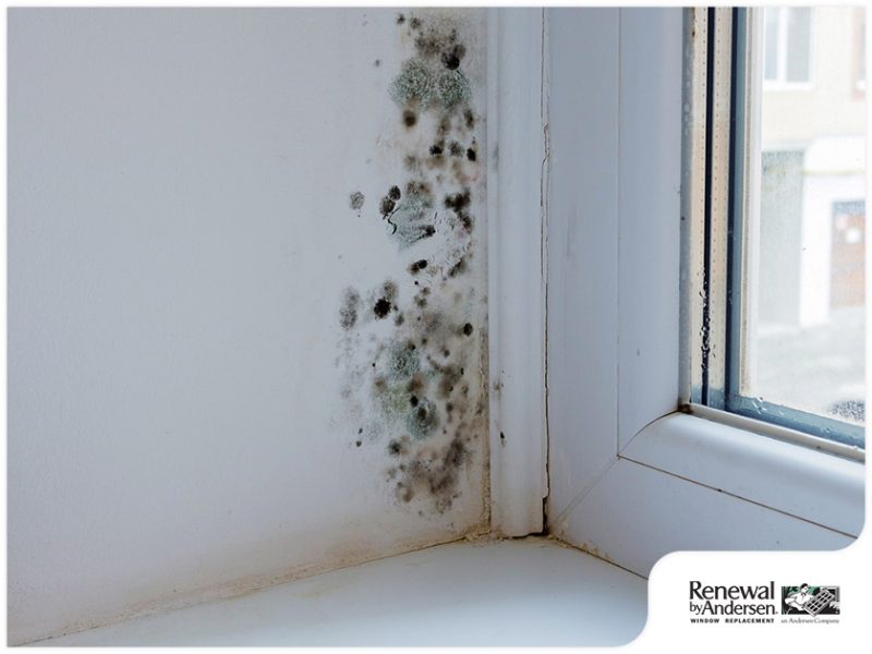 Is There Mold Growing on Your Window Sills?
