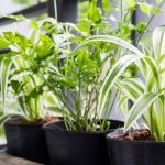 plants that love natural sunlight